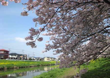 北越谷 桜 2013.04-1