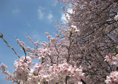 北越谷 桜 2013.04-2