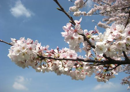 北越谷 桜 2013.04-3