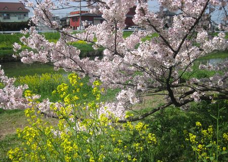 北越谷 桜 2013.04-4