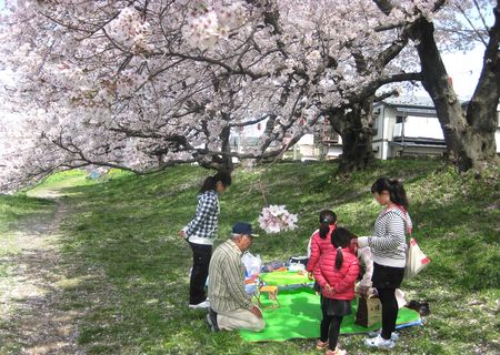 北越谷 桜 2013.04-5