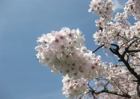 北越谷 桜 2013.04-9