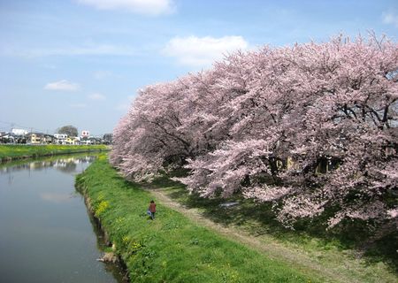 北越谷 桜 2013.04-10