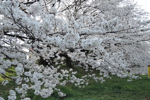 北越谷元荒川堤 桜の種類