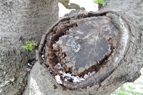 桜 幹 写真 北越谷元荒川堤