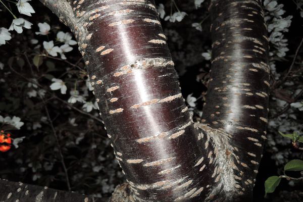 大島桜は花だけじゃなく幹も美しいんです 北越谷元荒川堤の大島桜