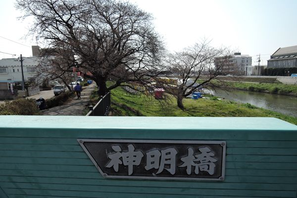 北越谷 桜 上流側
