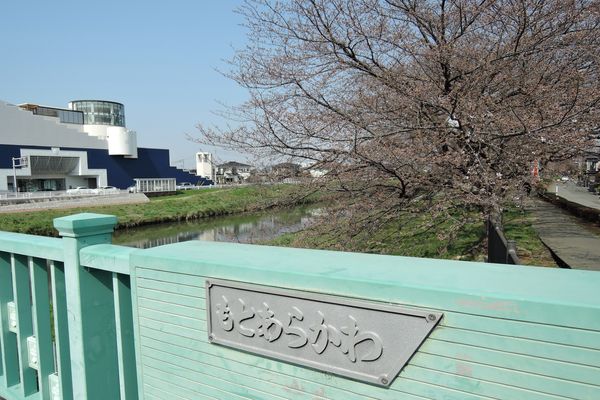 北越谷 北越谷 桜 下流側