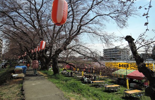 15年の北越谷桜祭りが3月27日 金 から始まりました