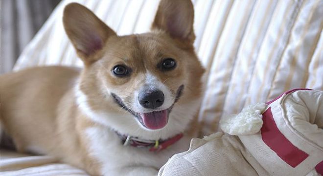 犬
