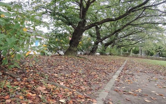 吉川市の沼辺公園でプレーゴのパンを食べながら桜の紅葉写真を撮影 紅葉の名所と見ごろ時期 2014