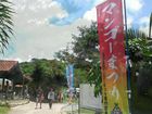 宮古島マンゴー祭り