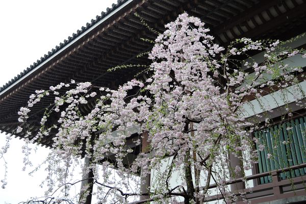 西新井大師 桜 01
