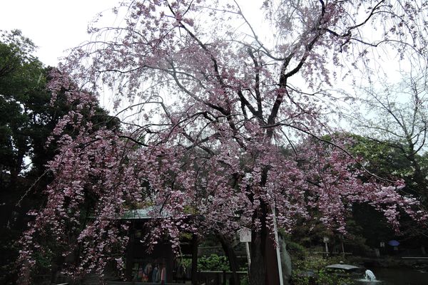 西新井大師 桜 02