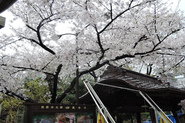 西新井大師 桜 03
