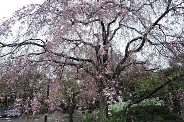 西新井大師 桜 05