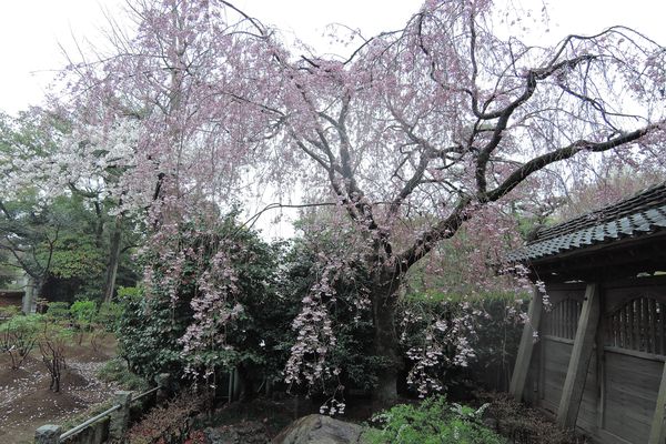 西新井大師 桜 06