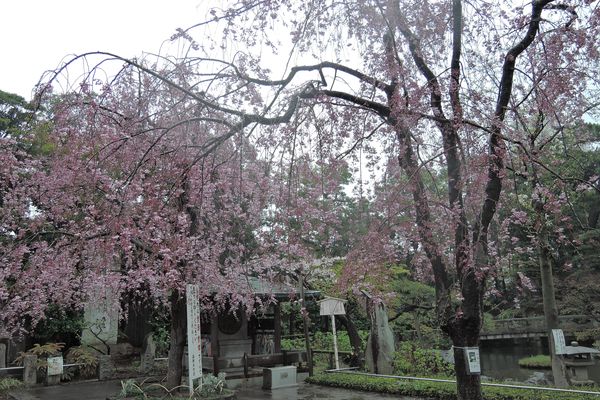 西新井大師 桜 07