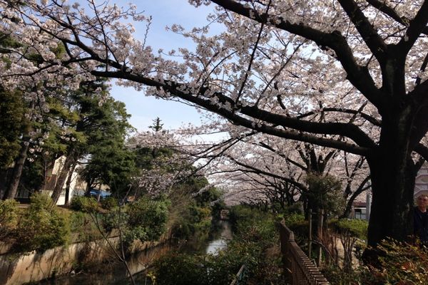 舎人緑道公園 桜 01