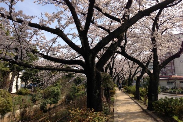 舎人緑道公園 桜 03