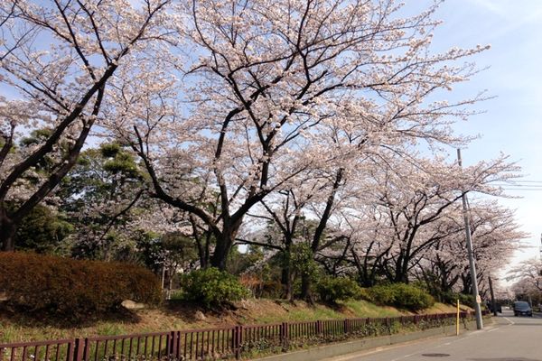 舎人緑道公園 桜 04