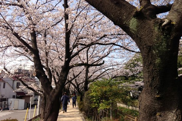 舎人緑道公園 桜 05