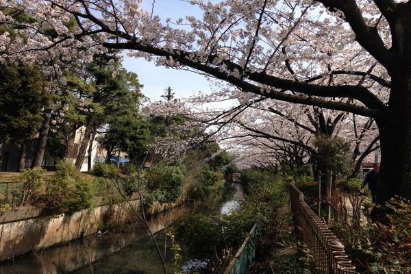 舎人緑道公園 桜 06