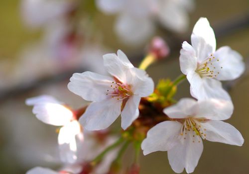 桜-4