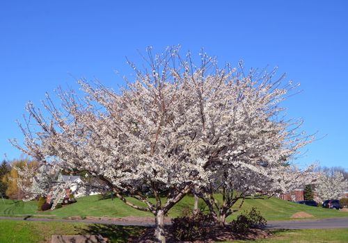 桜-5
