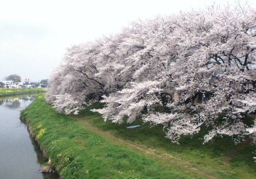 桜-6