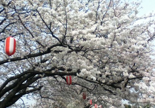 桜-7
