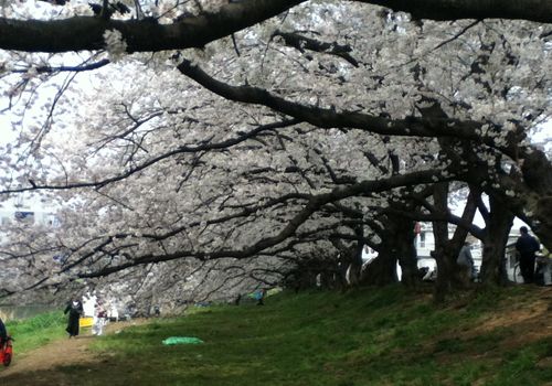 桜-8