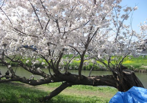 桜-9