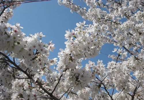 桜-10
