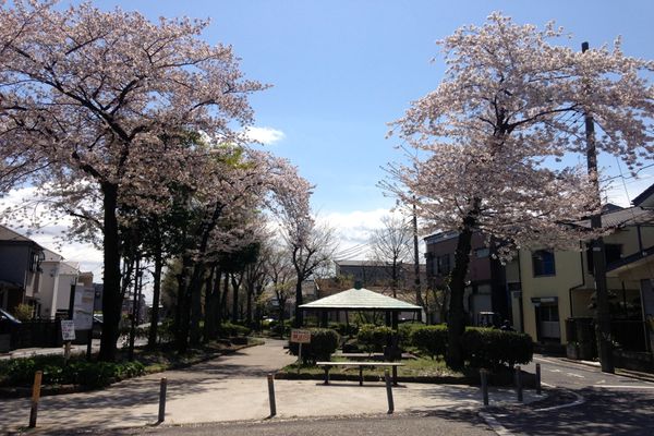 見沼代親水公園 桜 03