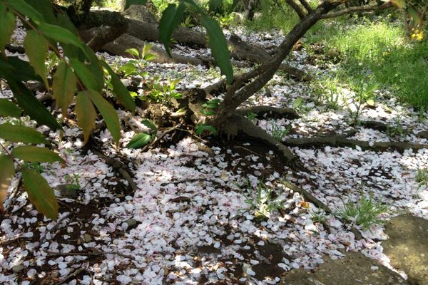 見沼代親水公園 桜 05