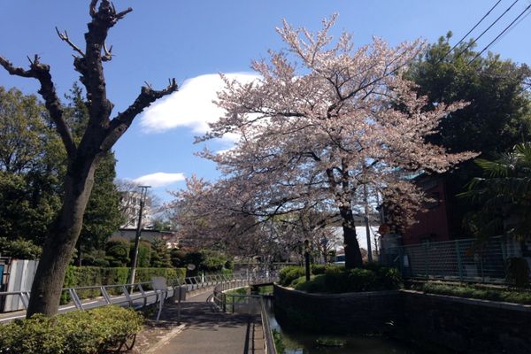 見沼代親水公園 桜 07