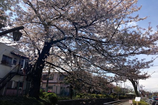 見沼代親水公園 桜 06