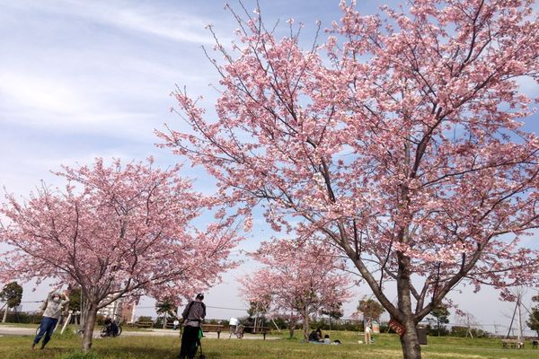 舎人公園の桜 01