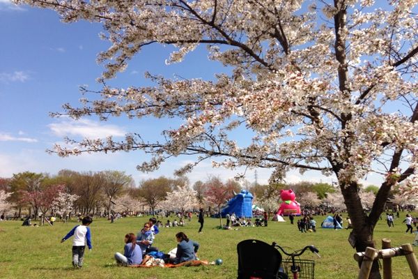 舎人公園の桜 02