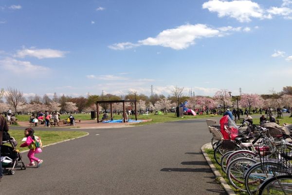 舎人公園の桜 05