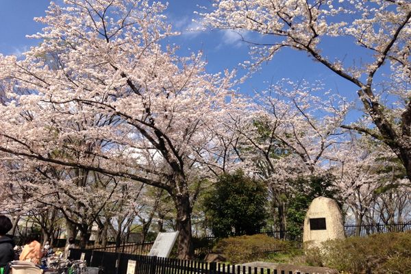 舎人公園の桜 07