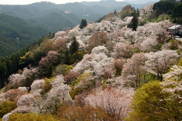 吉野山 桜 01