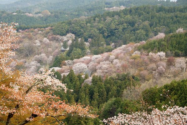 吉野山 桜 02